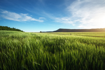 Field of wheat in the morning. Composition of nature