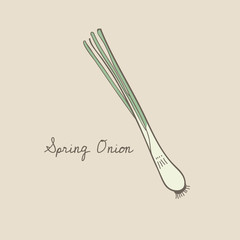 Illustration of spring onion
