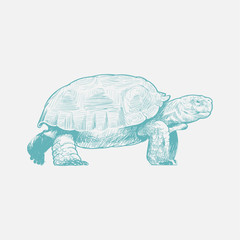 Fototapeta premium Illustration of turtle