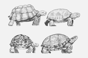 Fototapeta premium Illustration drawing style of turtle