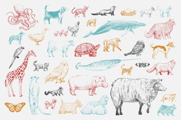 Illustration drawing style of animal collection
