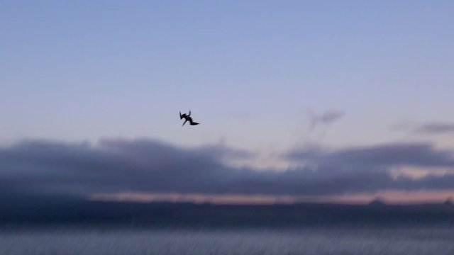 Frigate birds dive straight down into the ocean hunting fish in the Galapagos Islands.