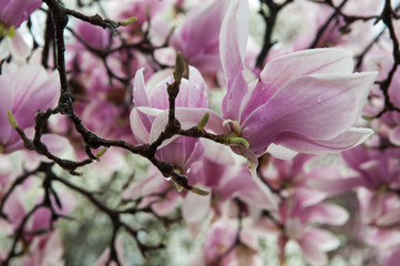 Fototapeta na wymiar Fresh Magnolia Blossoms in Rain