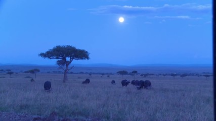 A large herd of wildebeest roam a grassy plain in the moonlight in Africa at night.