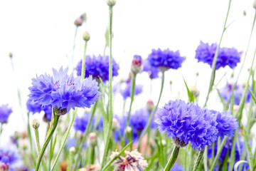 Beautiful cornflowers meadow close up