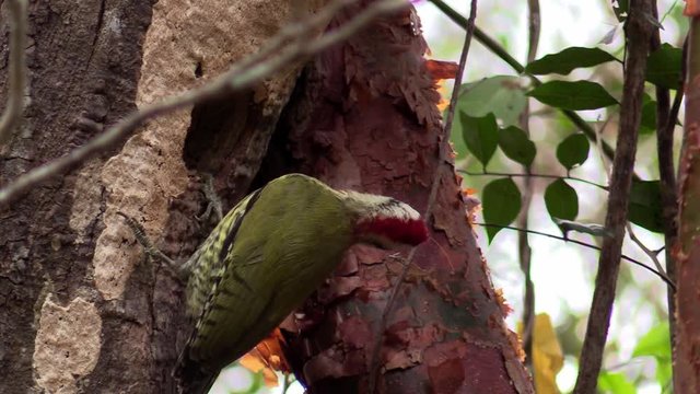 A Cuban green woodpecker eats an insect.