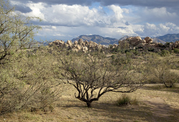 View near Texas Canyon in the Arizona desert,US, 2017.