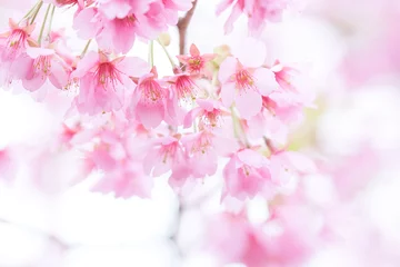 Fleecedeken met foto Pink cherry blossom(Cherry blossom, Japanese flowering cherry) on the Sakura tree. Sakura flowers are representative of Japanese flowers. The main part of the winter pass. I love everyone. © zasabe