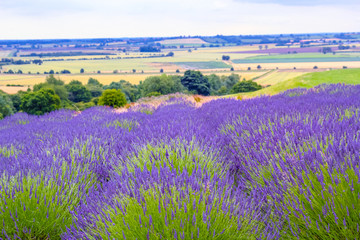 Obraz na płótnie Canvas Lavender fields in England, UK