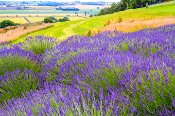 Obraz na płótnie Canvas Lavender fields in England, UK