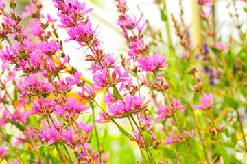 Obraz na płótnie Canvas Beautiful, garden, purple flowers background