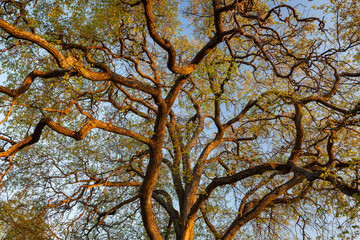 Big tree branches foliage at sunset light