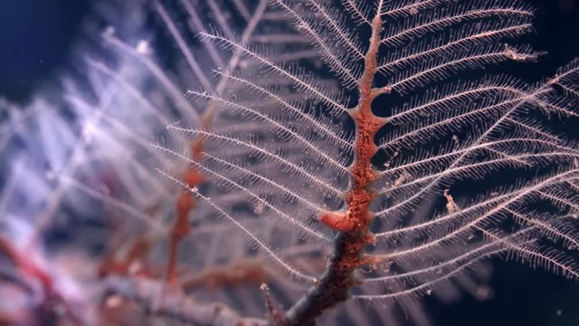 Hydrozoan Cryptolaria pectinata. partially strongly nettling hydrozoan, WAKATOBI, Indonesia