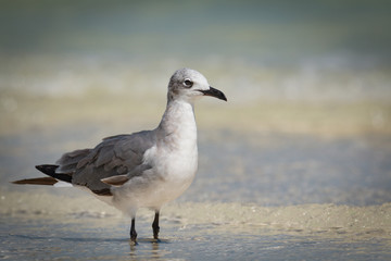 Fototapeta premium Laughing Gull Larus atricilla - Adult In Non-Breeding Plumage - Close-Up