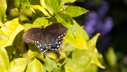 Blue spicebush swallowtail butterfly Pterourus troilus