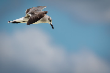 Flying Laughing Gull  - Larus atricilla 