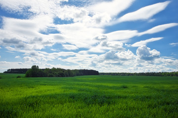 Green field and beautiful blue cloudy sky with light clouds. Agricultural landscape. Wide photo.
