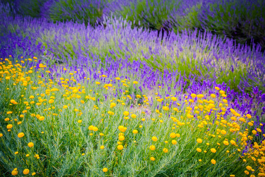 Fototapeta Lavender flowers mixed with yellow flower blossom
