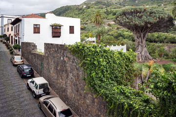 Street with parked cars, next to the growing Ancient Dragon Tree (Dracaena) in the city of Icod de...