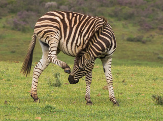 Fototapeta na wymiar Zebra scratching that itch
