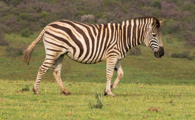 Fototapeta na wymiar Zebra on the range