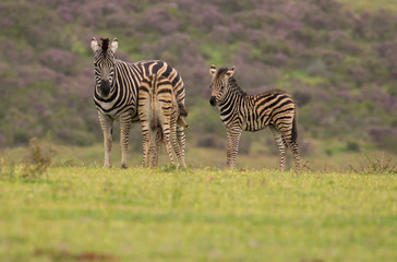 Zebra foal nursing