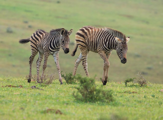 Fototapeta na wymiar Zebra foals wandering the savanah
