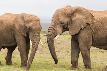 Fototapeta na wymiar Two elephants meet