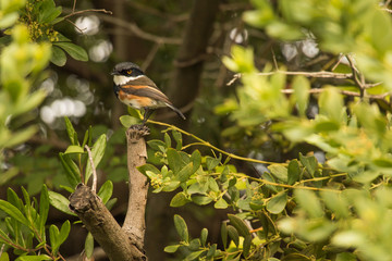 Cape batis bird perches on a branch
