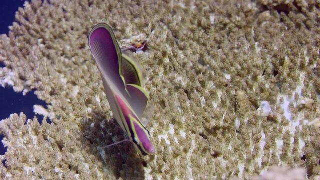 Triangle butterflyfish (Chaetodon triangulum) is picking polypes from  coral,WAKATOBI, Indonesia