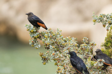 Red-winged starling perching on fynbos foliage