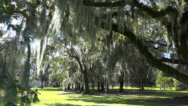 Spanish moss hangs from the branches of oak trees in the deep south of the United States.