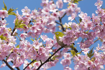 西海橋公園の河津桜