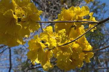 Coffs Harbour Australia, cluster of golden trumpet tree flowers