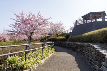 Fototapeta premium 西海橋公園の河津桜