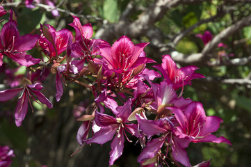 Fototapeta premium Coffs Harbour Australia, carmine orchid tree flower cluster along branch