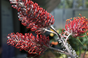 Sydney Australia, native orange Grevillea flower