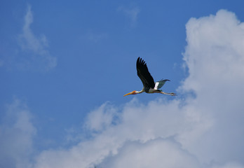 flying bird and blue sky