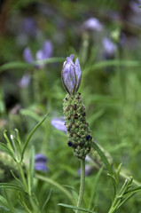 Sydney Australia, Spanish lavender flower spike