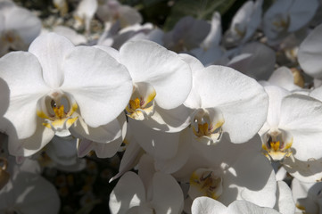Sydney Australia, flower stem of white moth orchid