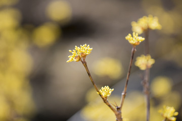 Cornus mas fruit tree in bloom, yellow small flowers