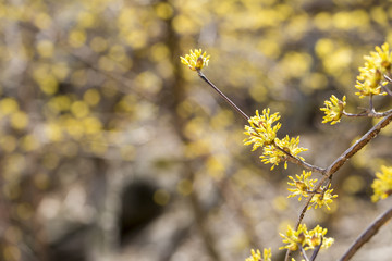 Cornus mas fruit tree in bloom, yellow small flowers