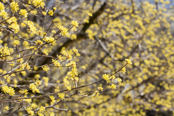 Cornus mas fruit tree in bloom, yellow small flowers