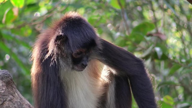 A spider monkey in a jungle setting.