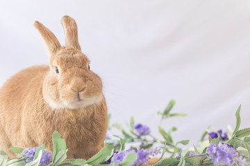 Rabbit poses with lilac flowers and wooden board in soft vintage setting, Easter Bunny at Springtime