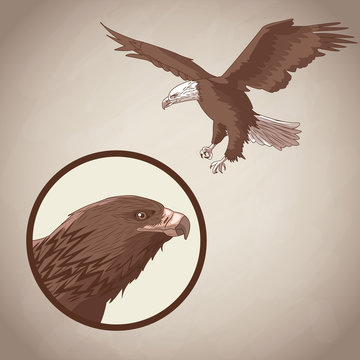 Eagle drawing over brown background vector illustration graphic design