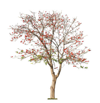 Beautiful blooming red coral tree