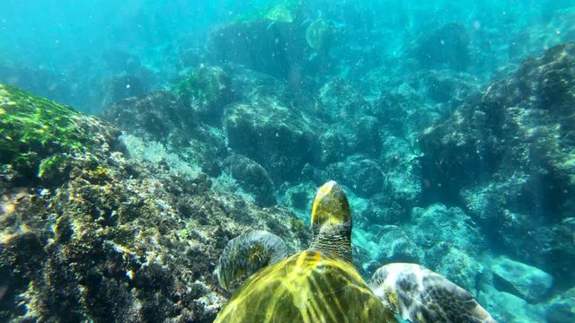 Beautiful underwater footage of a sea turtle swimming in the Galapagos Islands, Ecuador.