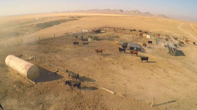 An aerial of free range cattle in dry desert country.