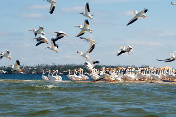  Flying and sitting on the island American white pelicans (Pelecanus erythrorhynchos). State of Florida, Gulf of Mexico, USA